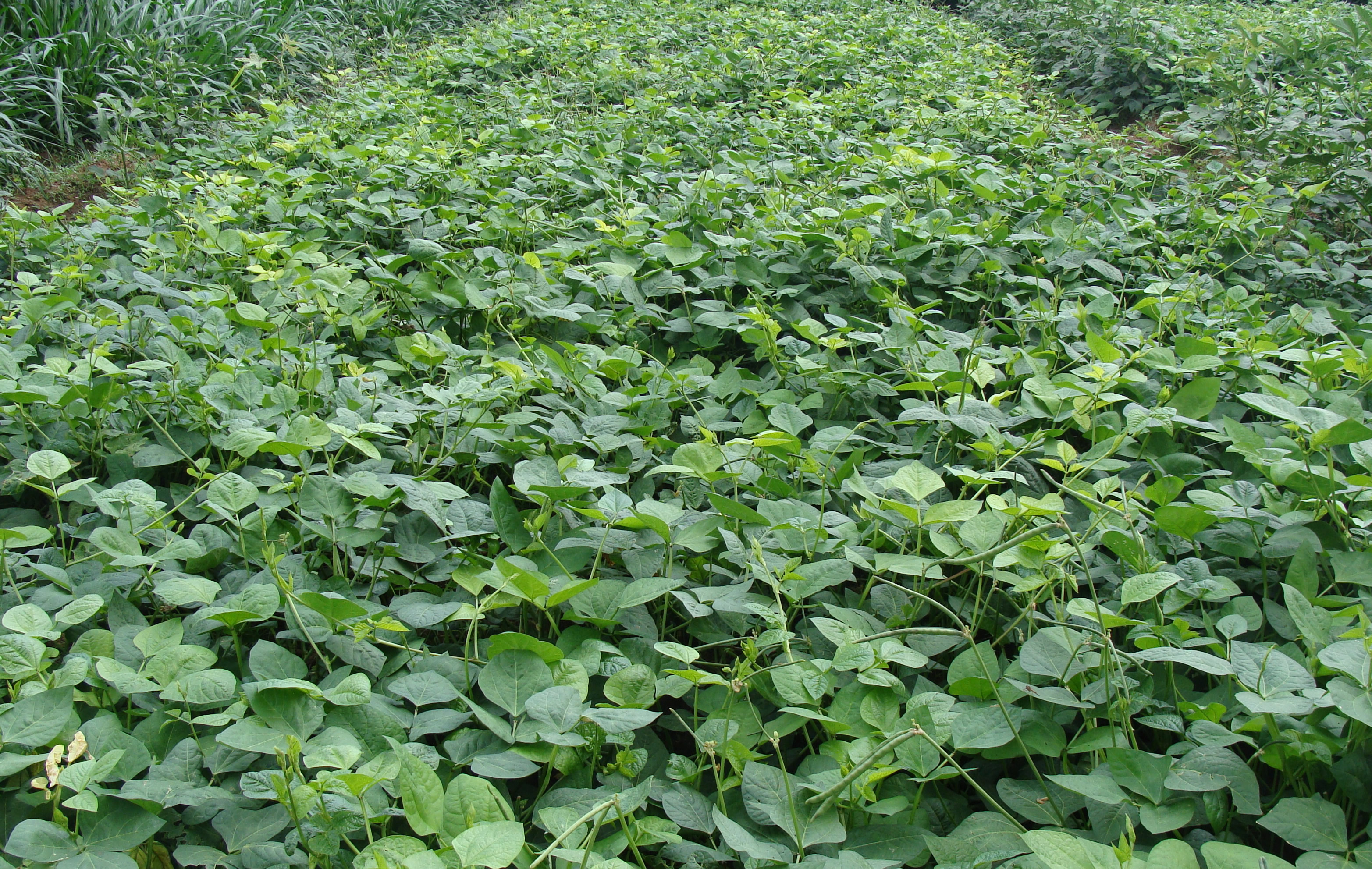 Fodder Cowpea